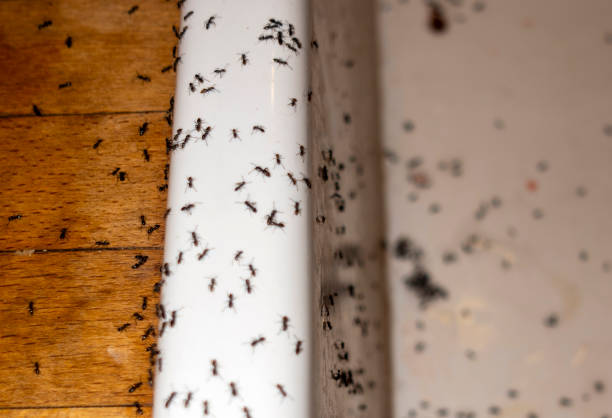 Best Pest Inspection Near Me  in Ironde, AL